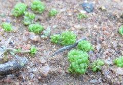 Sphaerocarpos drewiae