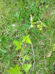 Geum vernum