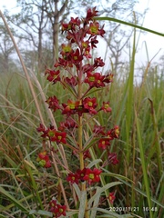Clerodendrum indicum
