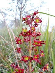 Clerodendrum indicum