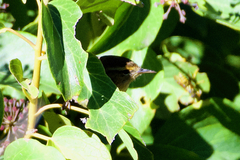 Phylloscopus canariensis canariensis