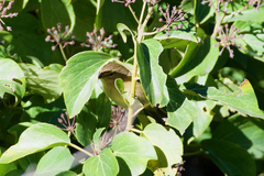 Phylloscopus canariensis canariensis