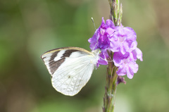 Leptophobia penthica