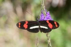 Heliconius telesiphe