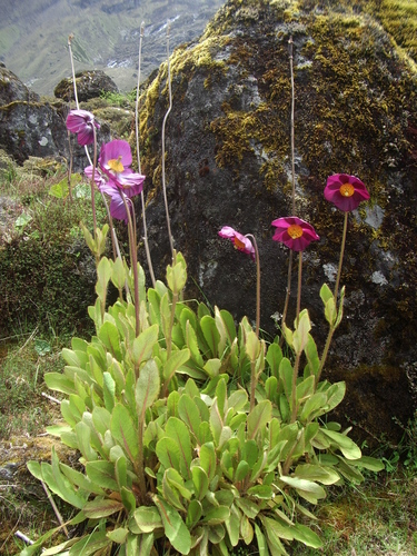 Meconopsis grandis iNat (2)