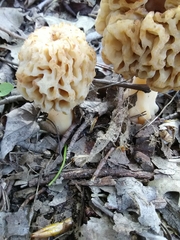 Morchellaceae