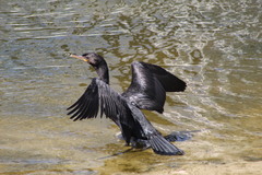 Nannopterum brasilianum