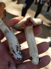 Entoloma ferruginans