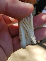 Entoloma ferruginans