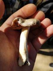 Entoloma ferruginans