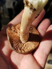Entoloma ferruginans