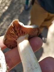 Entoloma ferruginans