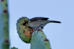 Phylloscopus canariensis canariensis