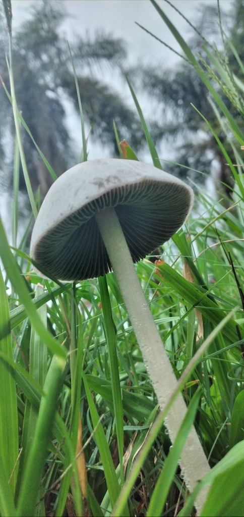 Panaeolus antillarum · February 2022 · photo: © fyv (iNaturalist, cc0)