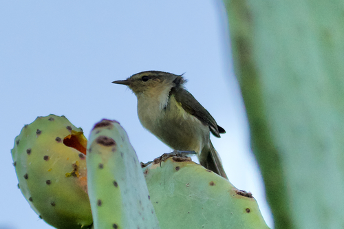 Canary Islands Chiffchaff (Phylloscopus canariensis), photo 9