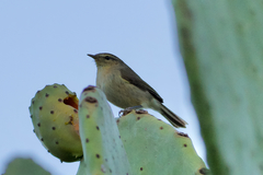Phylloscopus canariensis canariensis