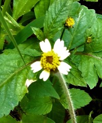 Tridax procumbens