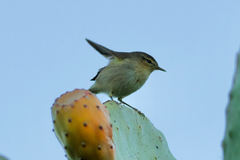 Phylloscopus canariensis canariensis