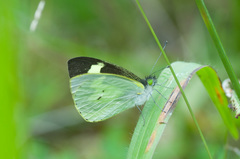 Leptophobia penthica