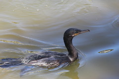 Nannopterum brasilianum