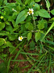 Tridax procumbens