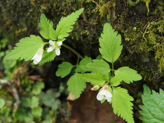 Cardamine anemonoides