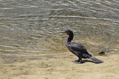 Nannopterum brasilianum