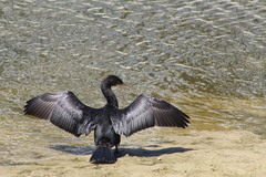 Nannopterum brasilianum