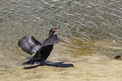Nannopterum brasilianum