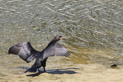 Nannopterum brasilianum