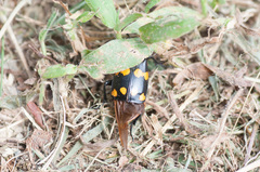 Nicrophorus didymus