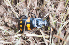 Nicrophorus didymus