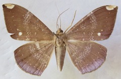 Hemeroblemma dolosa