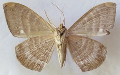 Hemeroblemma dolosa