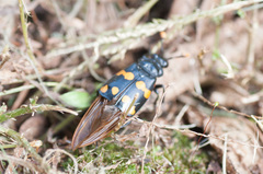 Nicrophorus didymus