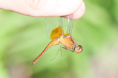Erythrodiplax ines