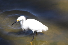Egretta thula