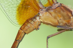 Erythrodiplax ines