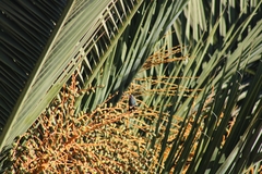 Cynanthus latirostris