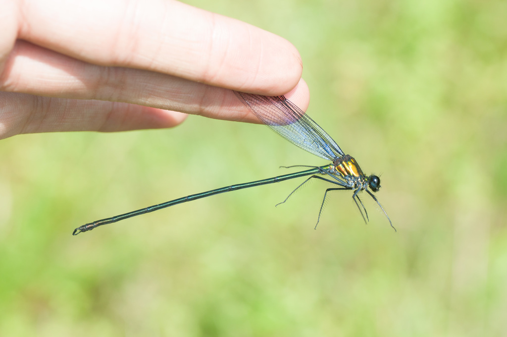 Ormenophlebia imperatrix