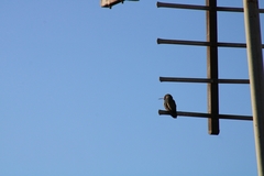 Cynanthus latirostris