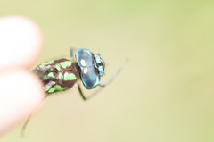 Rhionaeschna cornigera