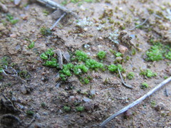 Sphaerocarpos drewiae