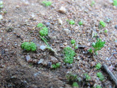 Sphaerocarpos drewiae