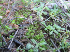 Sphaerocarpos drewiae