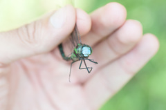 Rhionaeschna cornigera