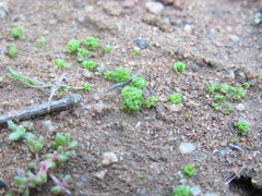 Sphaerocarpos drewiae