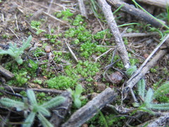 Sphaerocarpos drewiae