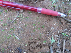 Sphaerocarpos drewiae