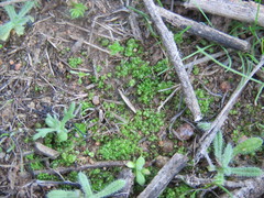 Sphaerocarpos drewiae